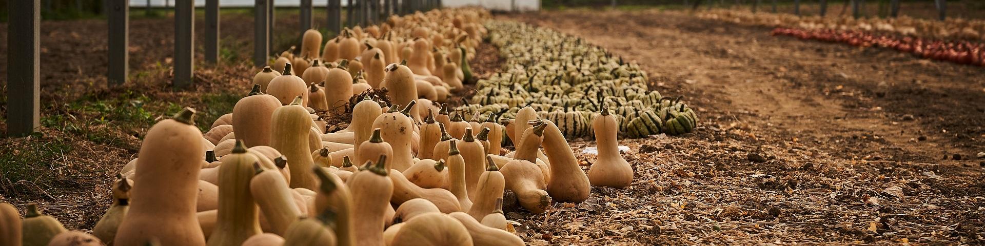 Récolte de courges - Jardins de Cocagne de Limon