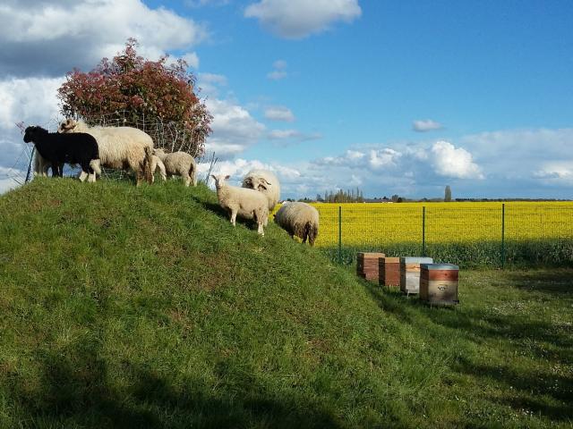 Ferme des 100 terres - moutons, ruches