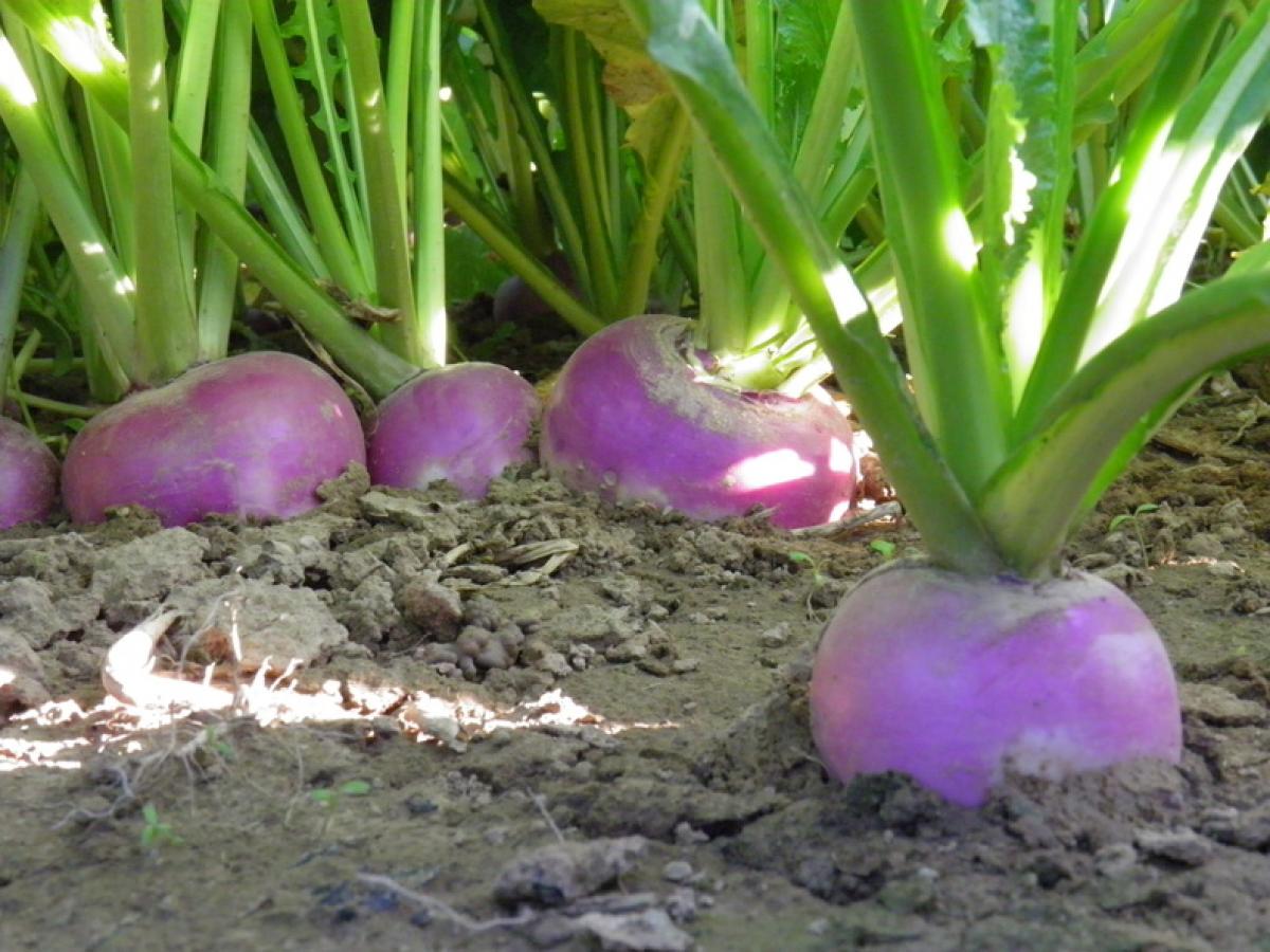 Manger local au fil des saisons Manger Local à Paris Saclay