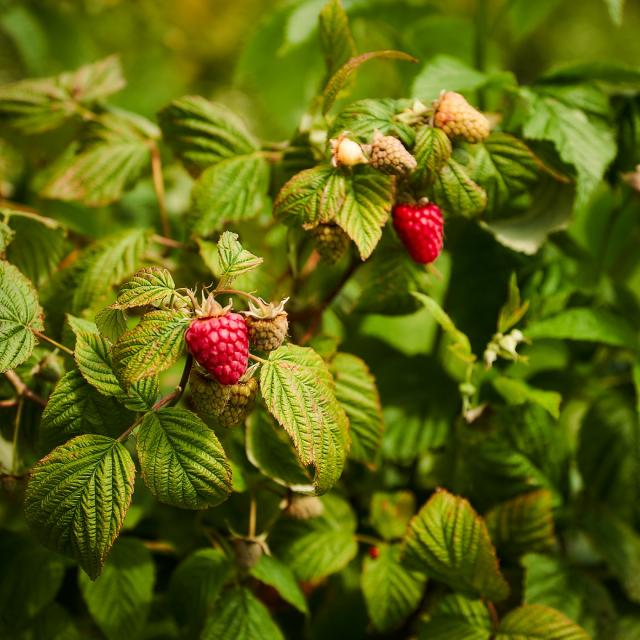 Ferme De Viltain - Framboises