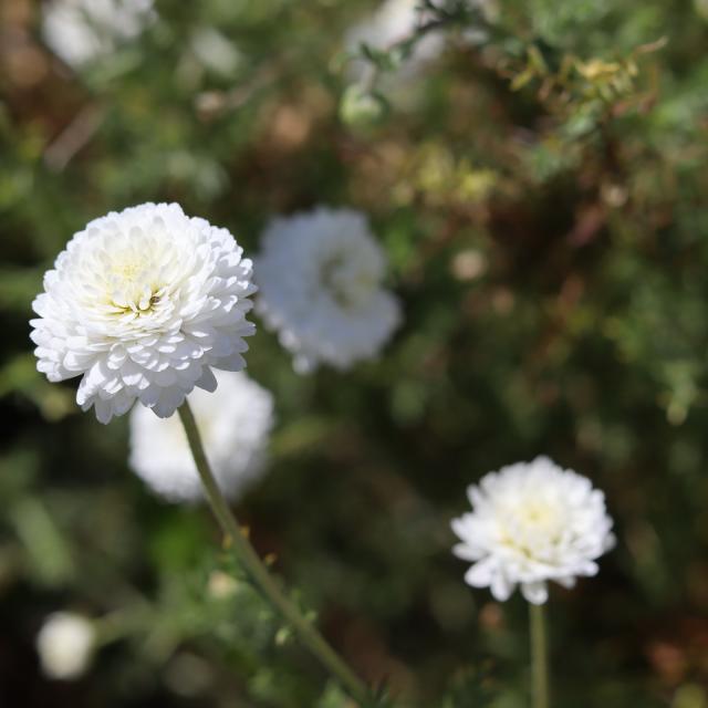 Aline Aurias, l'Enracinée - fleur de camomille