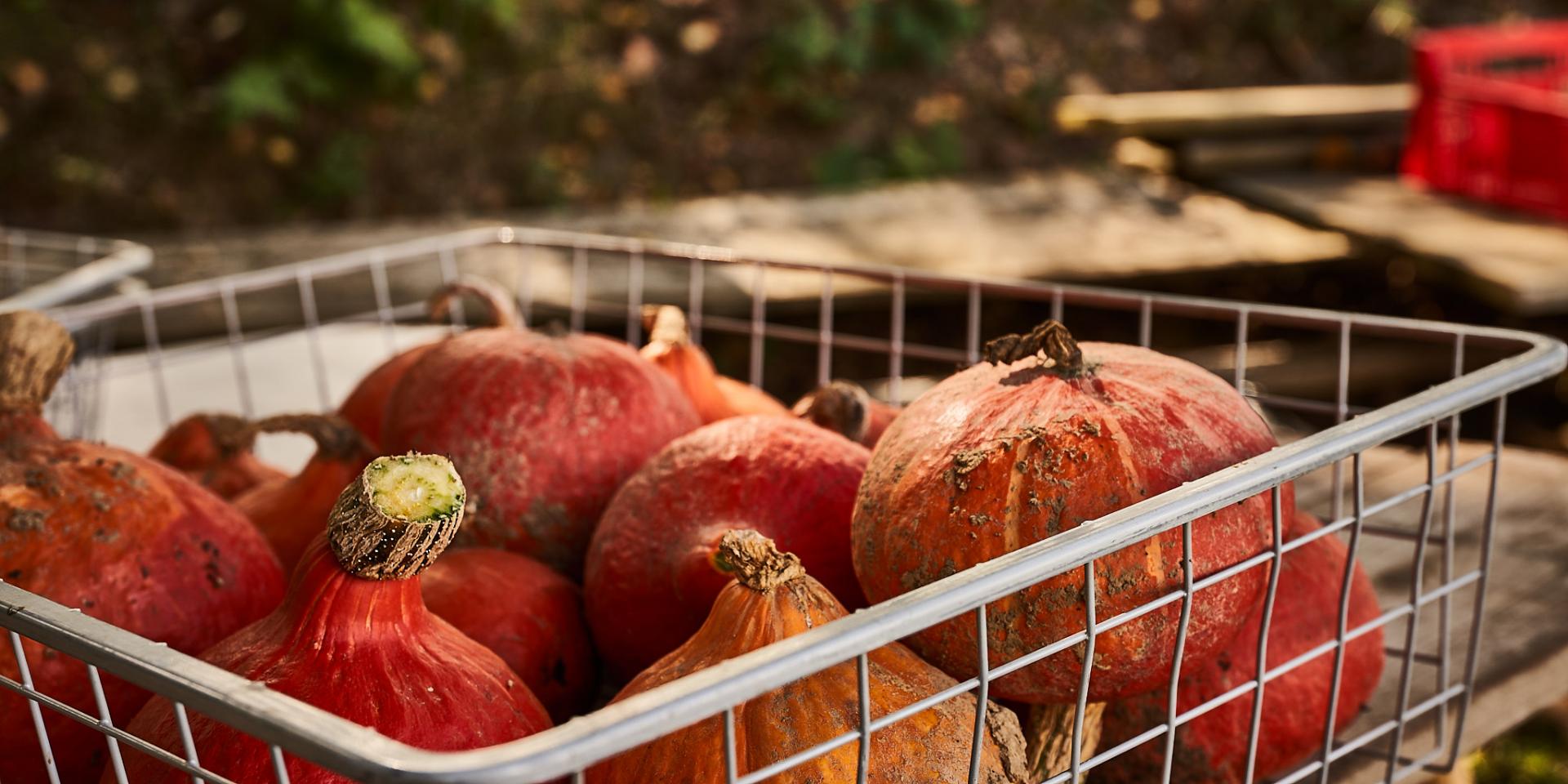 Les favoris de l’automne Manger Local à Paris Saclay